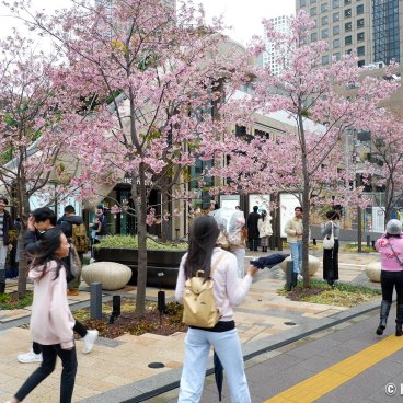 Azabudai Hills (Tokyo), Entrance of the building complex with blooming kawazu-zakura 2