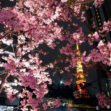 Azabudai Hills (Tokyo), Night view of the Tokyo Tower and blooming kawazu-zakura
