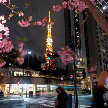 Azabudai Hills (Tokyo), Night view of the Tokyo Tower and blooming kawazu-zakura 2