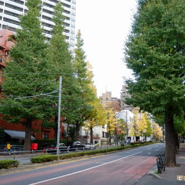Shirokanedai (Tokyo), Gaien Nishi-dori avenue lined with ginkgo trees