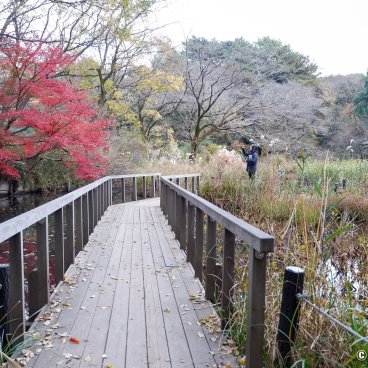 Shirokanedai (Tokyo), Institute for Nature Study in autumn 2