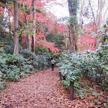 Shirokanedai (Tokyo), Institute for Nature Study in autumn 3