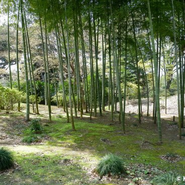 Rikugi-en (Tokyo), Bamboo forest in the Japanese garden