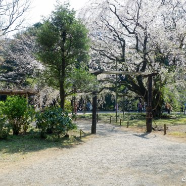 Rikugi-en (Tokyo), Weeping cherry tree in bloom near Naitei-Daimon gate