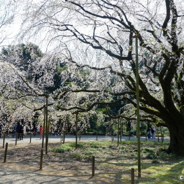 Rikugi-en (Tokyo), Weeping cherry tree in bloom near Naitei-Daimon gate 2