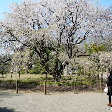 Rikugi-en (Tokyo), Weeping cherry tree in bloom near Naitei-Daimon gate 3