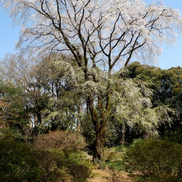 Rikugi-en (Tokyo), Sakura blooming in the garden in the beginning of spring
