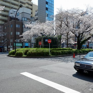 Rikugi-en (Tokyo), Blooming cherry trees near Komagome station in spring