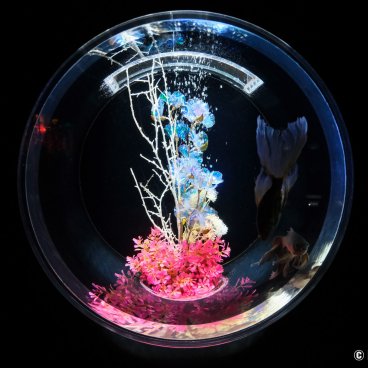 Art Aquarium Museum GINZA (Tokyo), Goldfish Collection exhibit