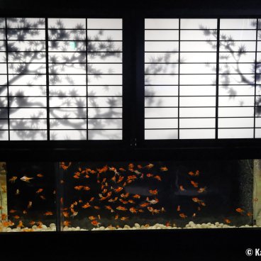 Art Aquarium Museum GINZA (Tokyo), Shojirium