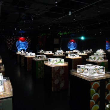 Art Aquarium Museum GINZA (Tokyo), A Show of Kingyo
