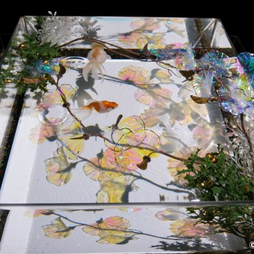 Art Aquarium Museum GINZA (Tokyo), A Show of Kingyo 2
