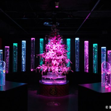 Art Aquarium Museum GINZA (Tokyo), Goldfish Bamboo Forest with Christmas decorations