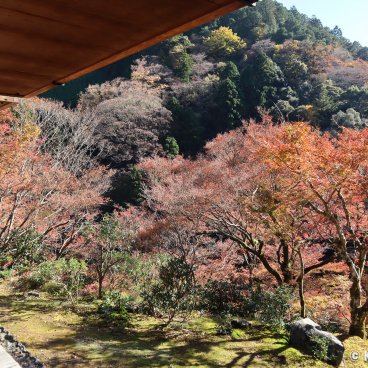 Kozan-ji (Takao, Kyoto), View on the red maple trees from Sekisui-in pavilion in autumn