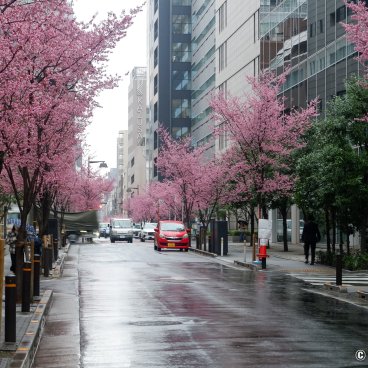Ajisai-dori (Nihonbashi, Tokyo), View on the avenue with pink blossoms in early March