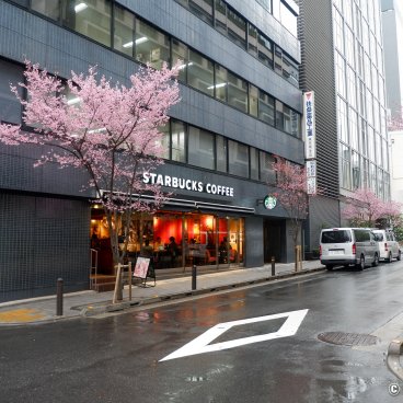 Ajisai-dori (Nihonbashi, Tokyo), Starbucks coffee and blooming okame-zakura trees