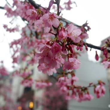 Ajisai-dori (Nihonbashi, Tokyo), Okame-zakura cherry blossoms