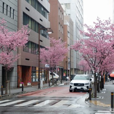 Ajisai-dori (Nihonbashi, Tokyo), View on the avenue with pink blossoms in early March 3