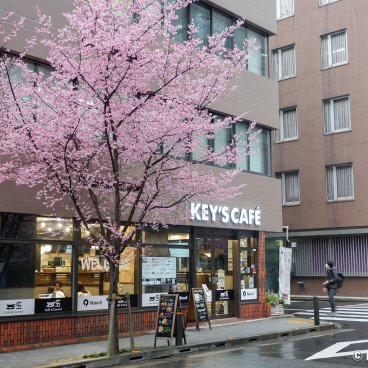 Ajisai-dori (Nihonbashi, Tokyo), Key's Café and blooming okame-zakura trees