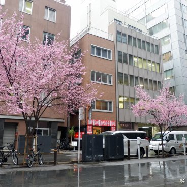 Ajisai-dori (Nihonbashi, Tokyo), Okame-zakura blooming along the avenue