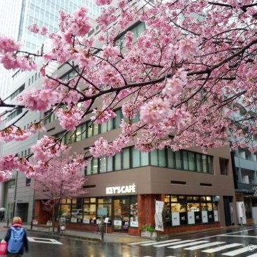 Ajisai-dori (Nihonbashi, Tokyo), Okame-zakura cherry blossoms in early March