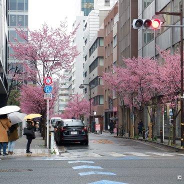 Ajisai-dori (Nihonbashi, Tokyo), View on the avenue with pink blossoms in early March 5