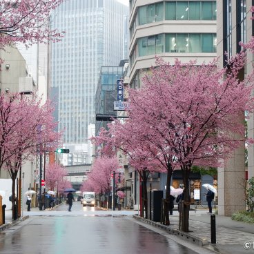 Ajisai-dori (Nihonbashi, Tokyo), View on the avenue with pink blossoms in early March 6