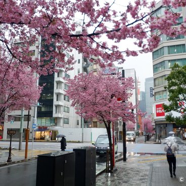 Ajisai-dori (Nihonbashi, Tokyo), Under the okame-zakura blossoms