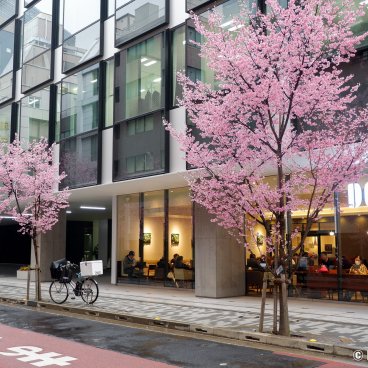 Ajisai-dori (Nihonbashi, Tokyo), Doutor Coffee and blooming okame-zakura trees