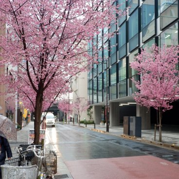 Ajisai-dori (Nihonbashi, Tokyo), Okame-zakura blooming along the avenue 2