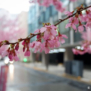 Ajisai-dori (Nihonbashi, Tokyo), Okame-zakura cherry blossoms 2