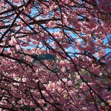Kawazu-zakura Matsuri (Izu), Kawazu sakura branches during the blossom peak 