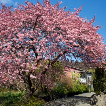 Kawazu-zakura Matsuri (Izu), Kawazu cherry tree in bloom in Kawazu City's center