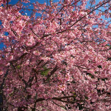 Kawazu-zakura Matsuri (Izu), Kawazu cherry tree in bloom in Kawazu City's center 2