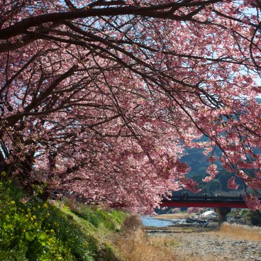 Kawazu-zakura Matsuri (Izu), View on the river and blooming cherry trees 2