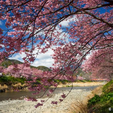Kawazu-zakura Matsuri (Izu), View on the river and blooming cherry trees 3