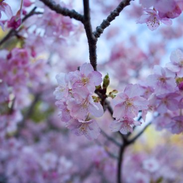 Kawazu-zakura Matsuri (Izu), Kawazu cherry blossom 3