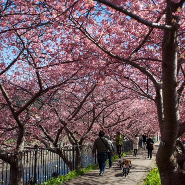 Kawazu-zakura Matsuri (Izu), Walking path along the river under the blooming cherry trees