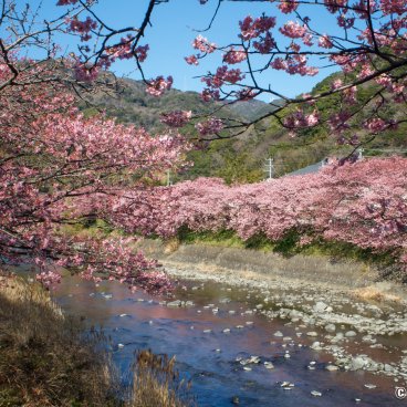 Kawazu-zakura Matsuri (Izu), View on the river and blooming cherry trees 4