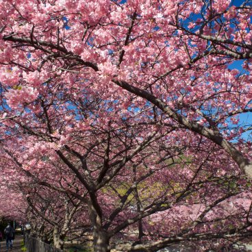 Kawazu-zakura Matsuri (Izu), Walking path along the river under the blooming cherry trees 2