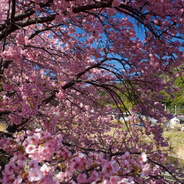 Kawazu-zakura Matsuri (Izu), Early cherry tree blooming in Japan in February