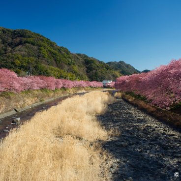 Kawazu-zakura Matsuri (Izu), View on the river lined with blooming Kawazu cherry trees