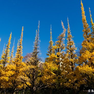 Icho Namiki in Meiji Jingu Gaien Park (Tokyo), Gingko trees after summer and fall 2023's heat wave