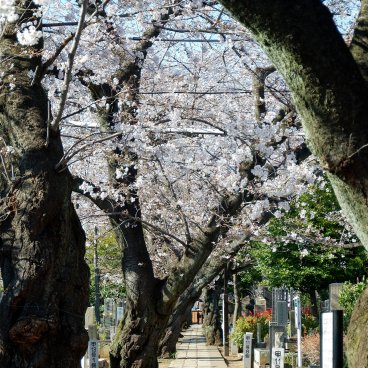 Yanaka Cemetery (Tokyo), Walking path between the graves during the sakura season in spring 2