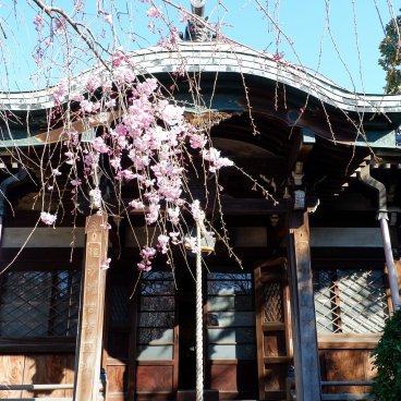 Yanaka Cemetery (Tokyo), Pavilion at Tenno-ji temple