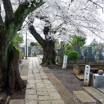 Yanaka Cemetery (Tokyo), Walking path between the graves during the sakura season in spring