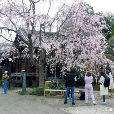 Yanaka Cemetery (Tokyo), Cherry blossoms at Tenno-ji temple