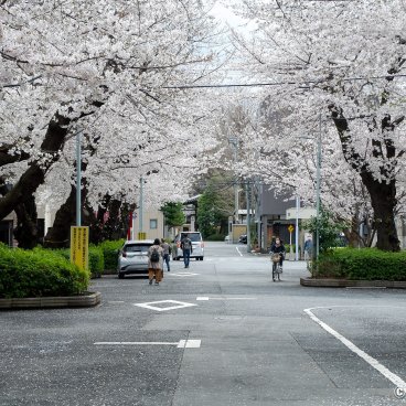 Yanaka Cemetery (Tokyo), View of a street during the sakura blossom season