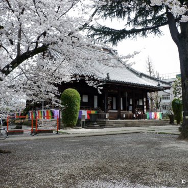 Yanaka Cemetery (Tokyo), Konponchu-do pavilion and cherry blossoms at Kan'ei-ji temple