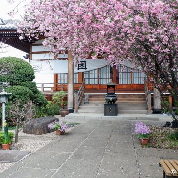 Yanaka Cemetery (Tokyo), Cherry blossoms at Daigyo-ji temple